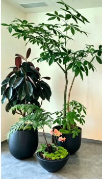 杭州湾花木出租服务保养方法与使用周期